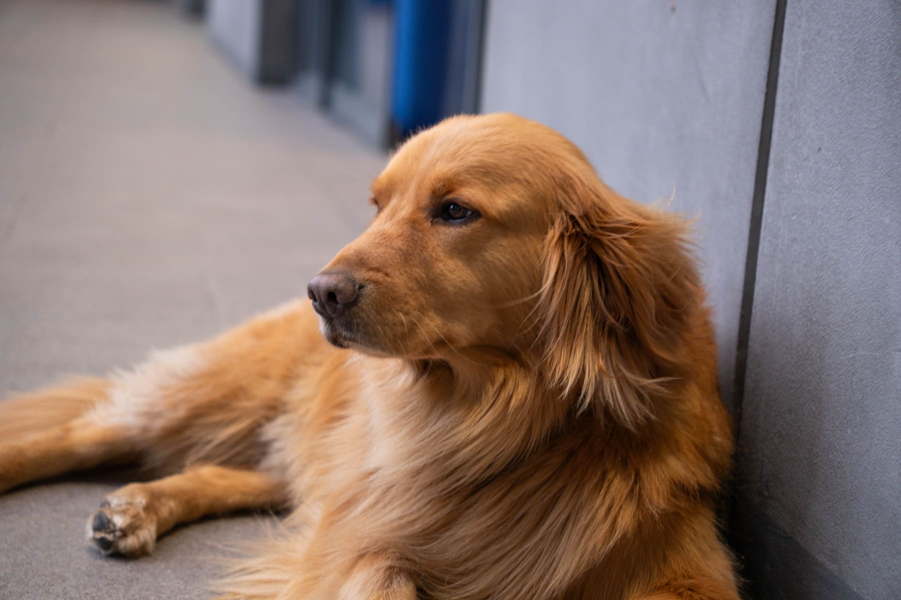 Simba, mascota de apoyo emocional de CityU