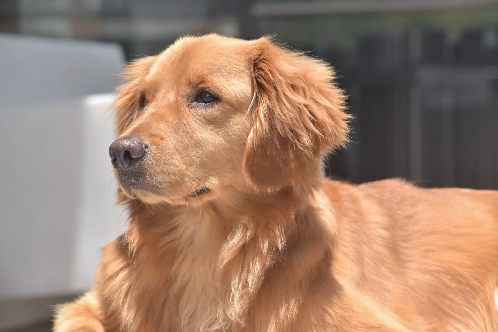 Simba, CityU’s emotional support dog