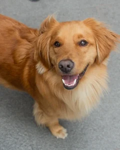Mascota simba