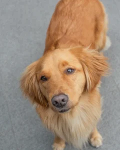 Mascota simba
