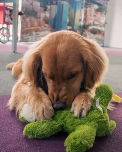 Mascota simba
