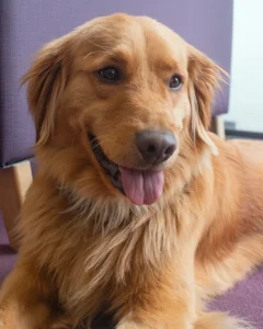 Mascota simba