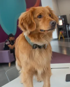 Mascota simba