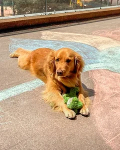 Mascota simba