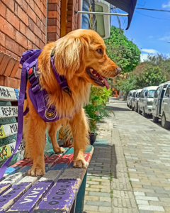 Mascota simba